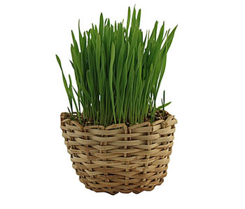 Catnip Grass